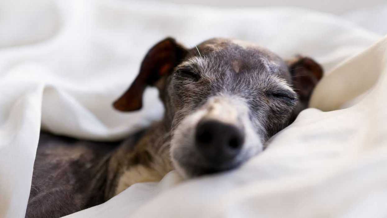 16 year old Female Italian Greyhound Sleeping.