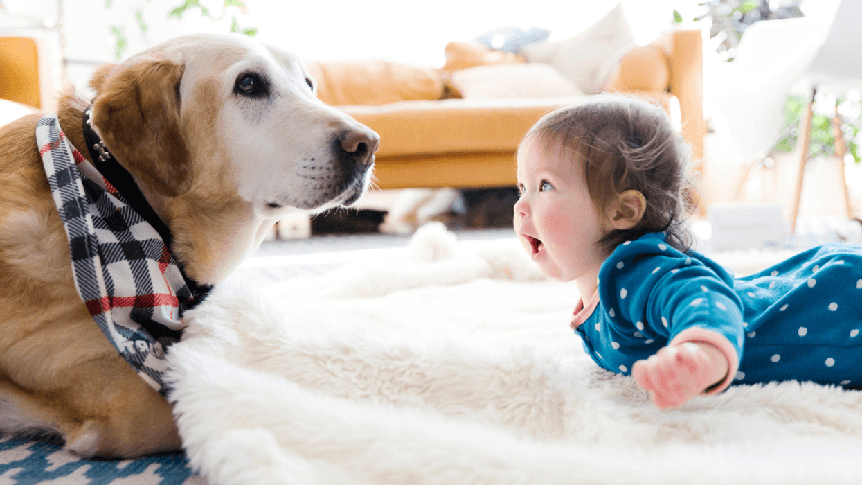 A baby looking a dog in the eyes.