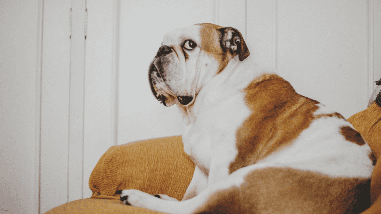 A bull dog with a worried expression on their face.