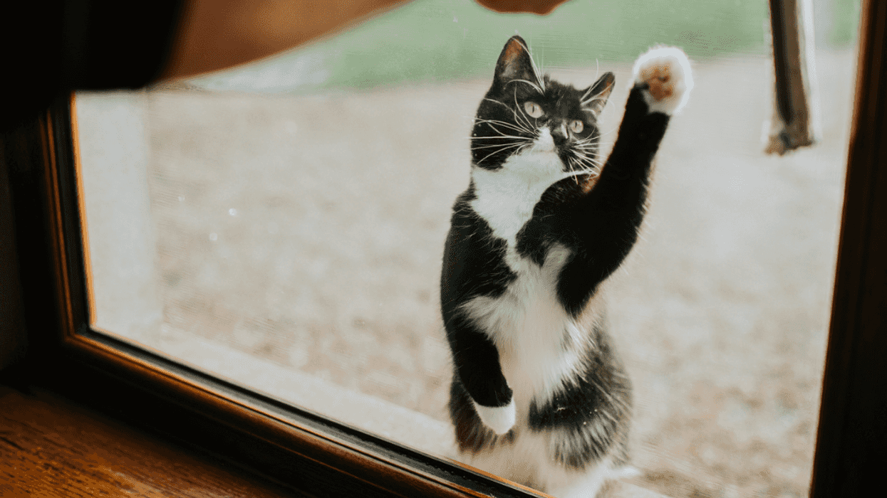 A cat pawing at a window