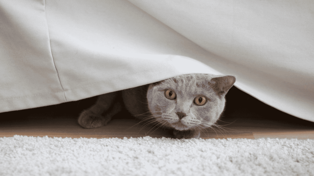 A cat peeking out from under a sheet.