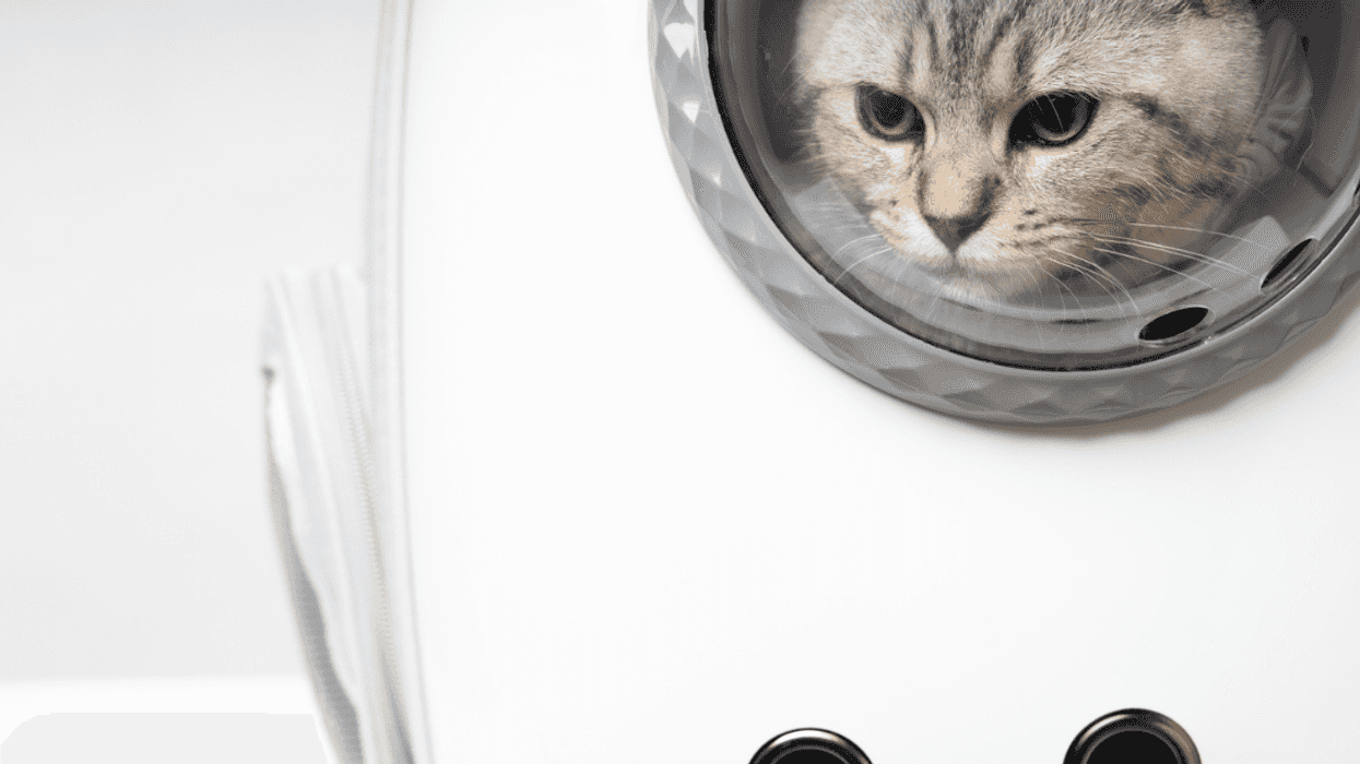A cat peeking out the window of a cat backpack