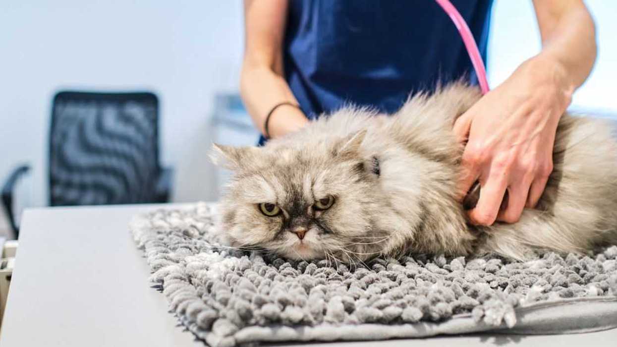 A cat with a serious face is on the vet's examination table being examined. Veterinarian examining cat with stethoscope.