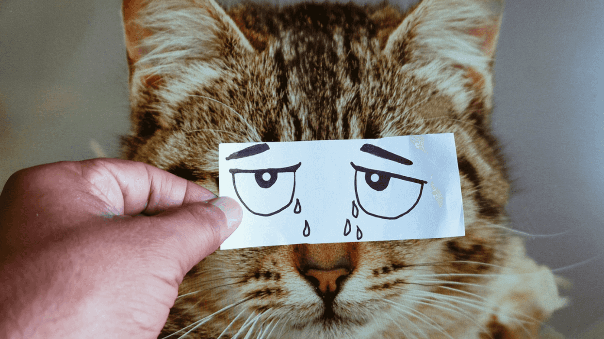 A cat with their eyes hidden with sad eyes drawn on paper.