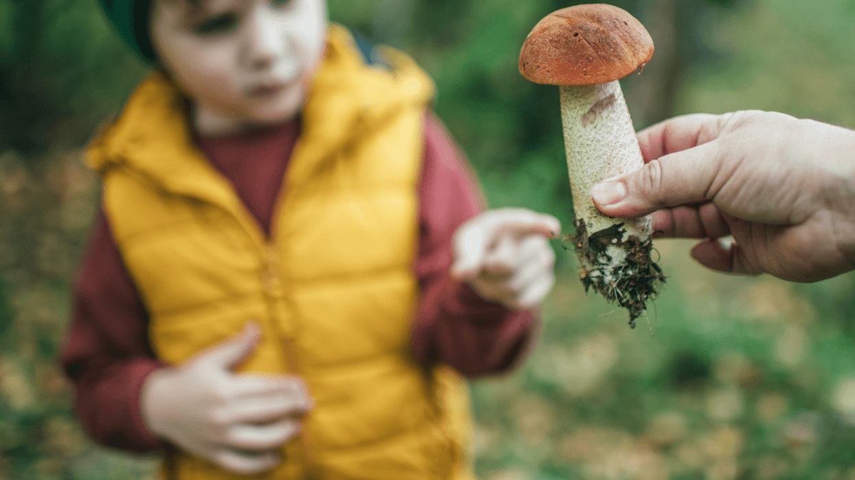 A child looking at a mushroom being held in front of them.