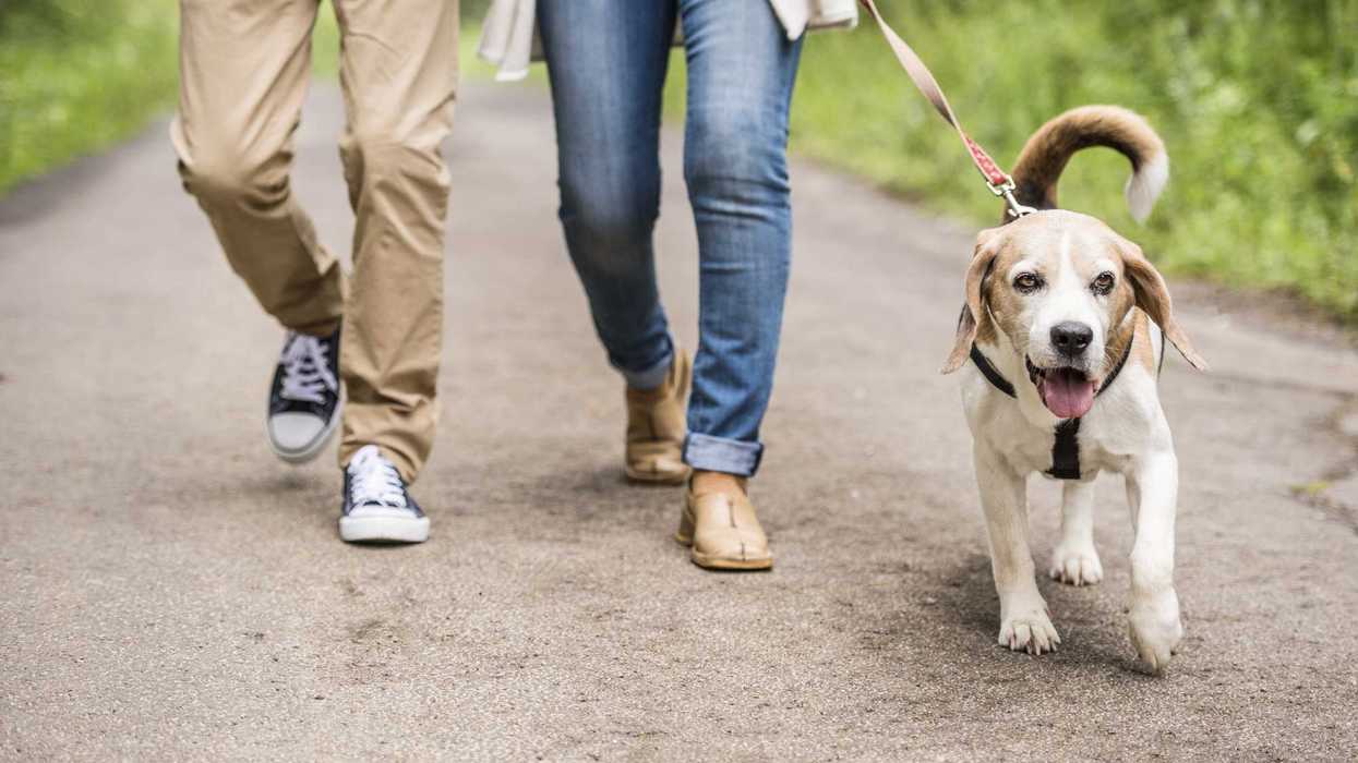A couple walks their dog