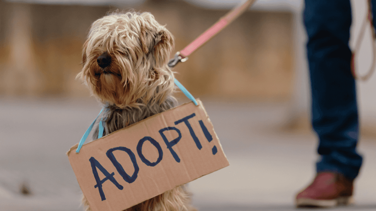 A dog on a leash with an adopt sign around it's neck.