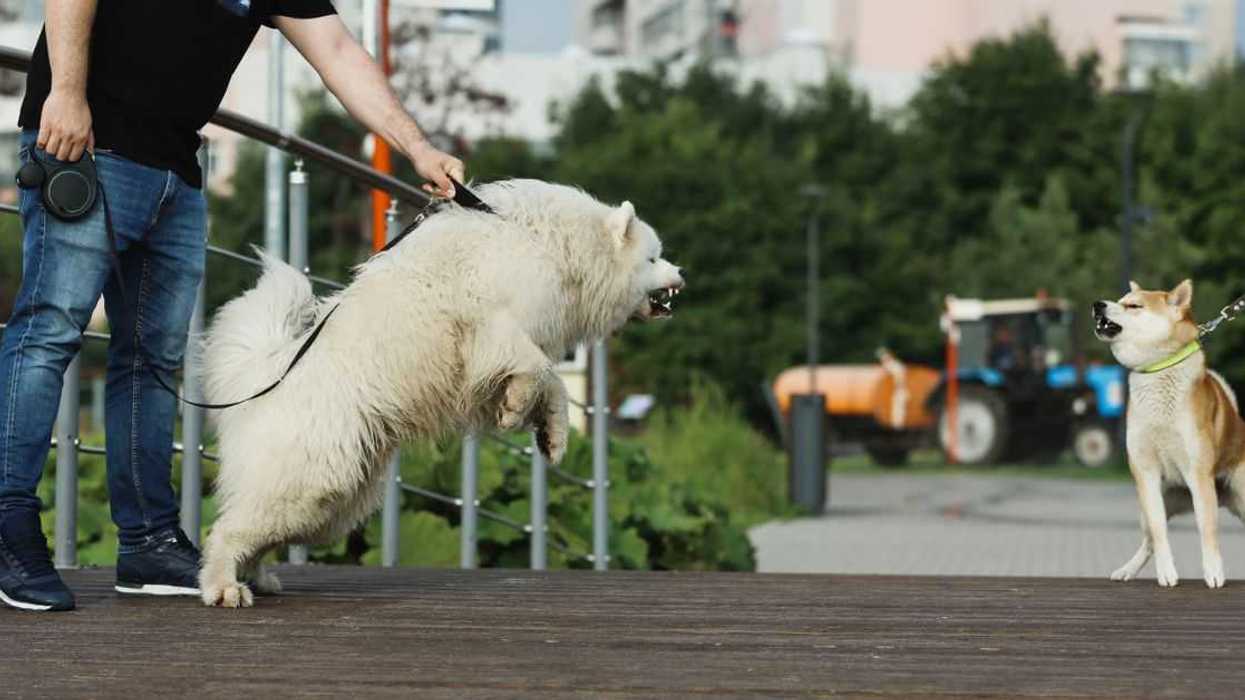 A dog owner tries to subdue his dog while it barks at another dog that's passing by