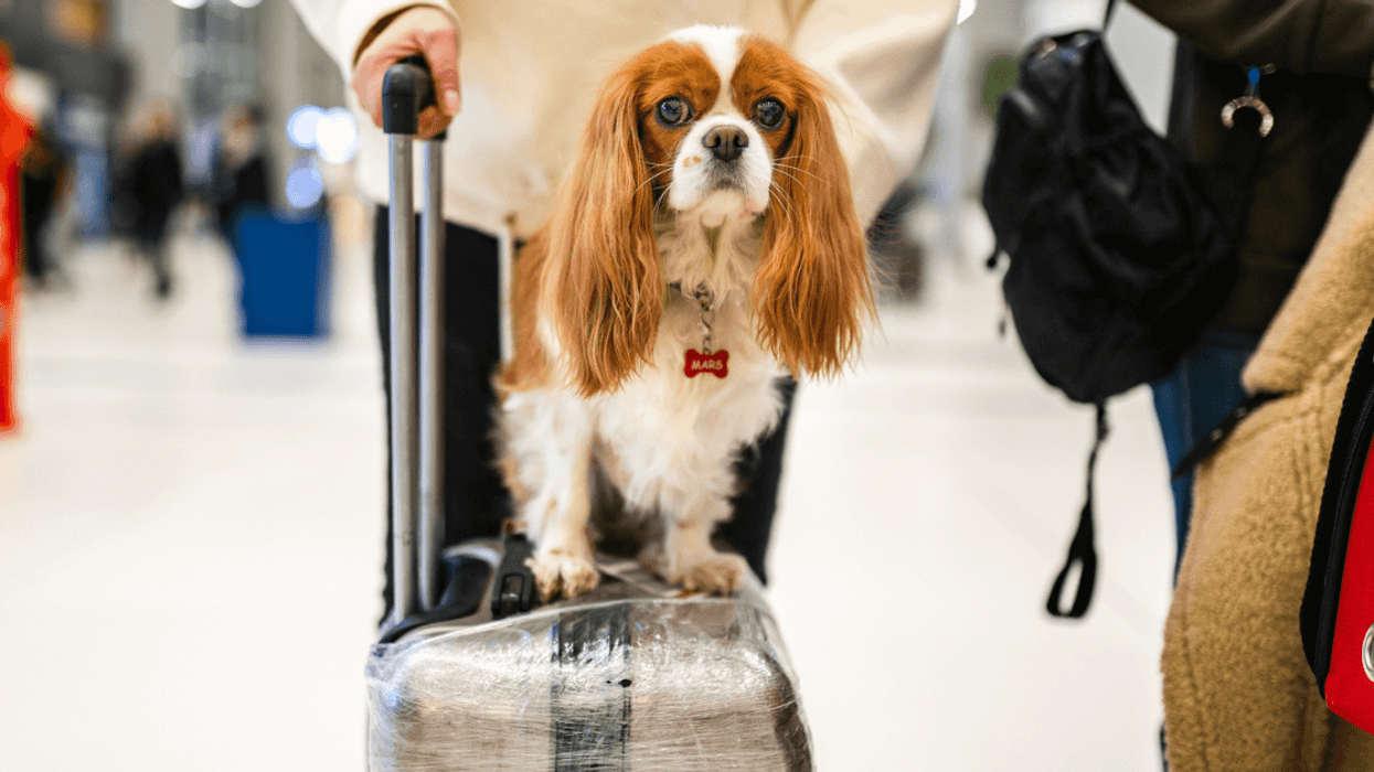 A dog sitting on a roller suitcase in an airport.