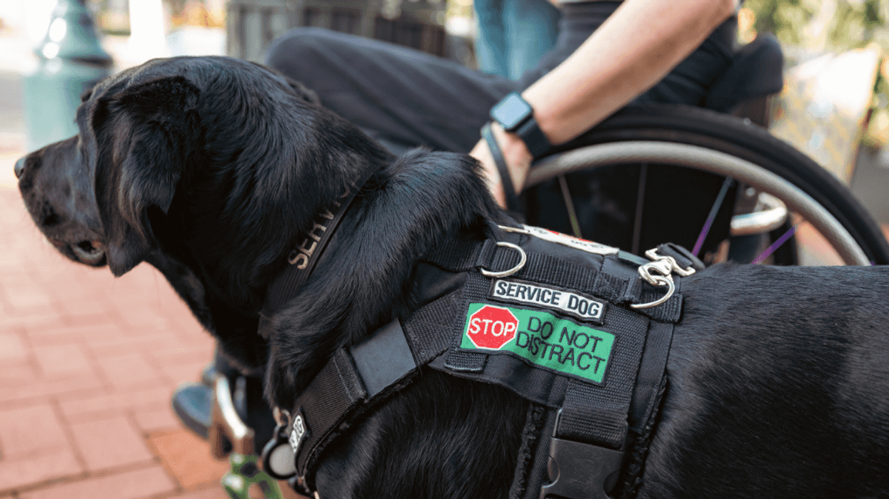 A dog wearing a service vest standing next to someone in a wheelchair.