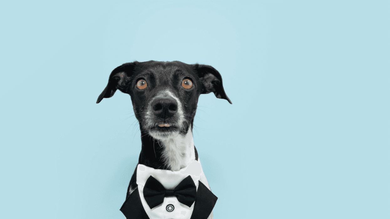 A dog wearing a tuxedo.
