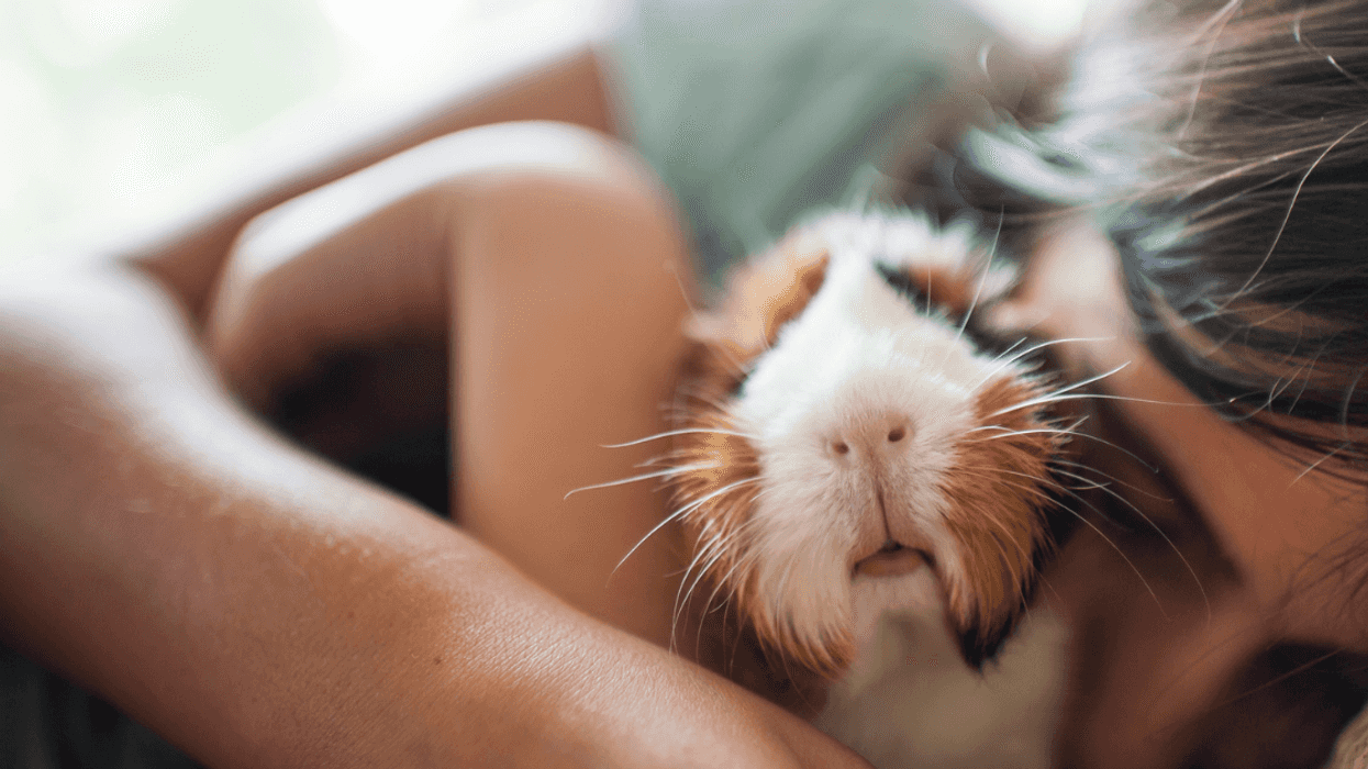 A girl hugging a Guinea Pig