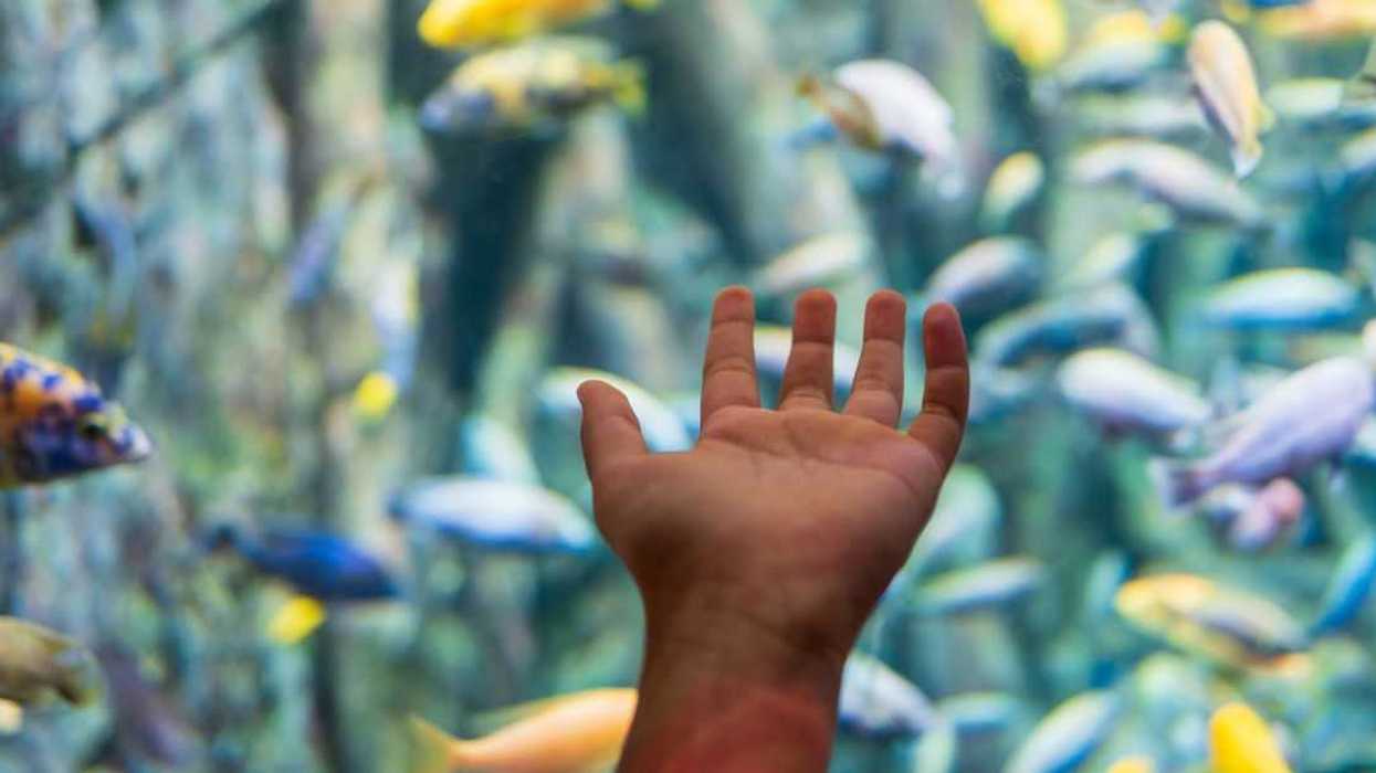 A little boy's hand touches the glass of a fish tank.