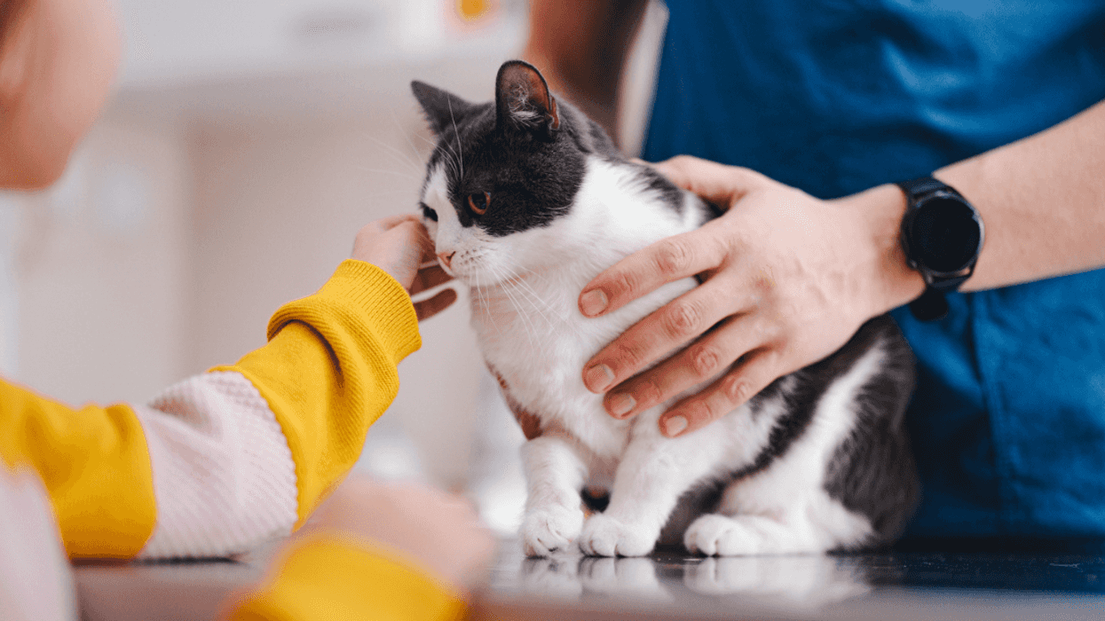 A little girl petting a cat being held by a vet.