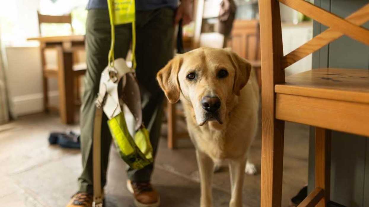 A low angle still photo of a guide dog with his senior owner inside a house.