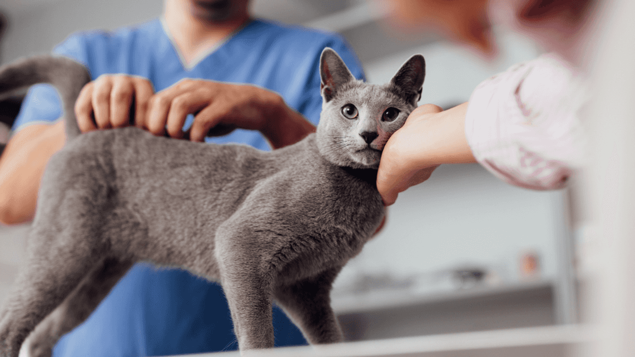 A man and woman petting a gray cat standing on a table.