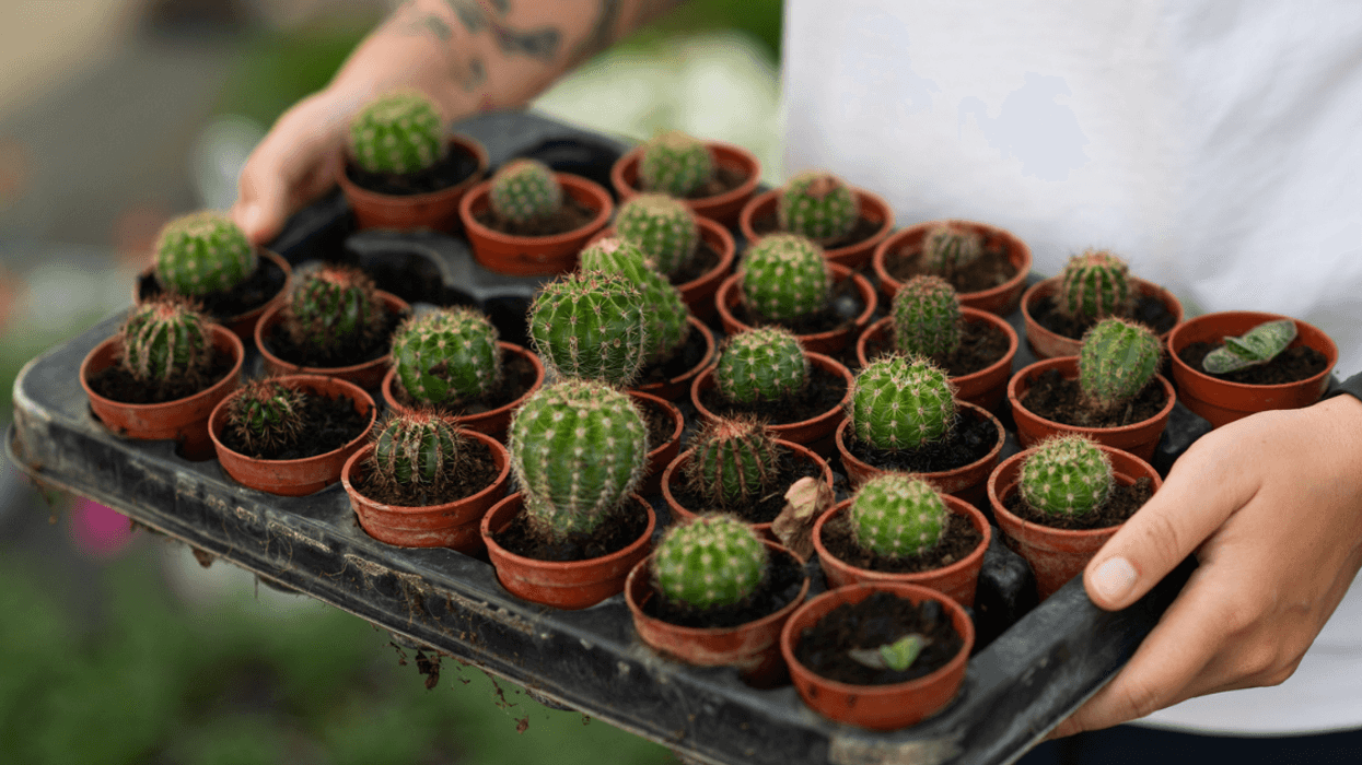 A man holding a tray of potted cacti.