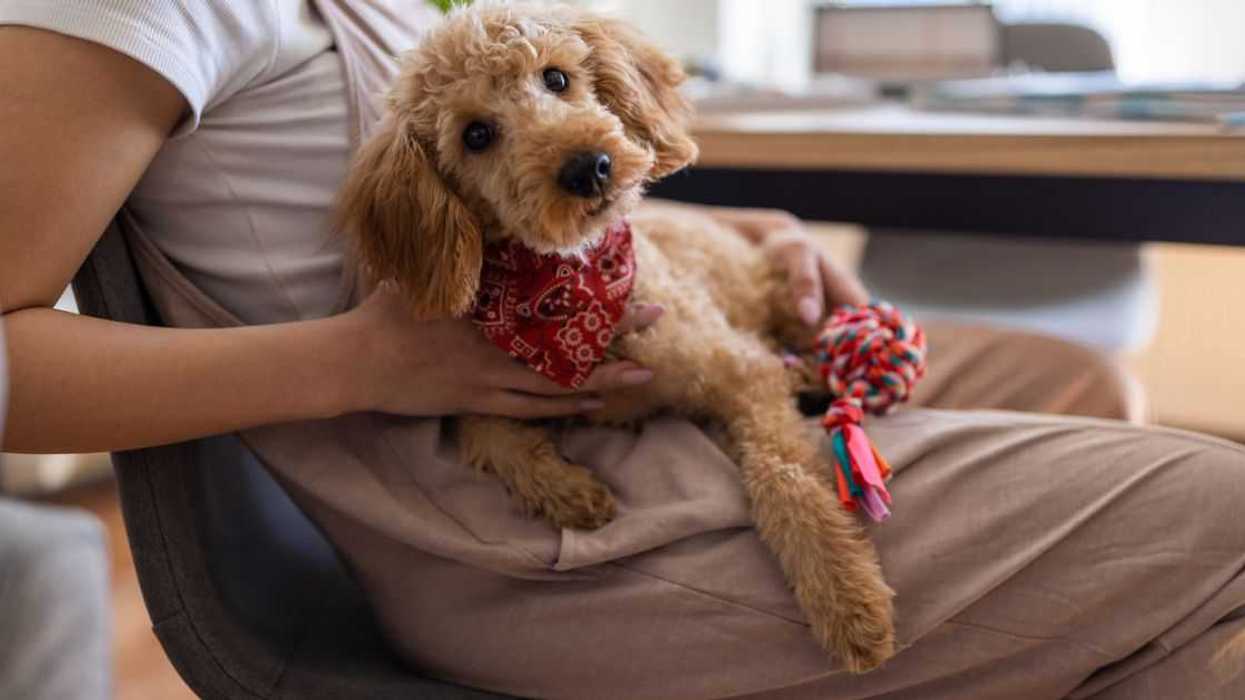 A miniature red poodle in it's owner's lap in a living room