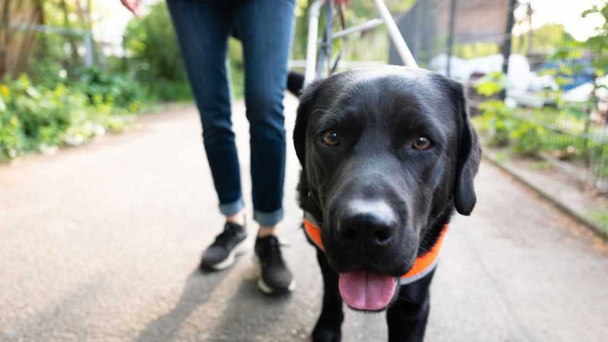 A service dog is being walked