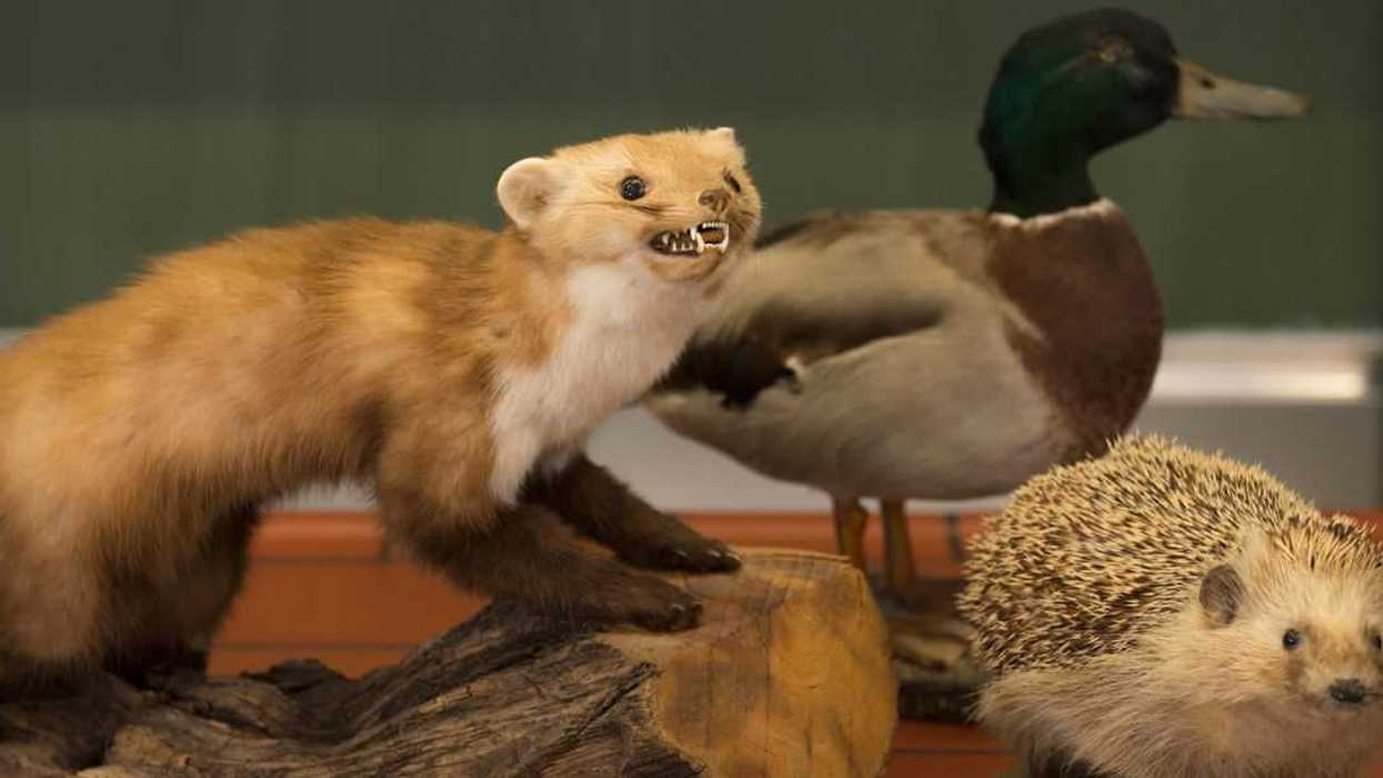 A taxidermied duck, porcupine, and raccoon sit on a desk.