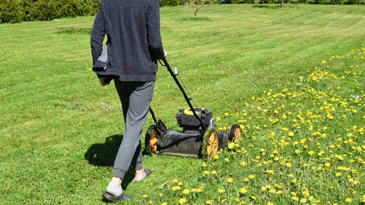 A teen boy is mowing the lawn grass in yard with lawnmower. Decorative plants, thuja hedge on background in sunny summer day. Dandelions are blooming.