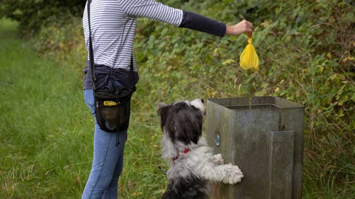 A teenager puts a filled, biodegradable dog poop bag into a public waste bin in a rural area, whilst being watched by a pet dog.