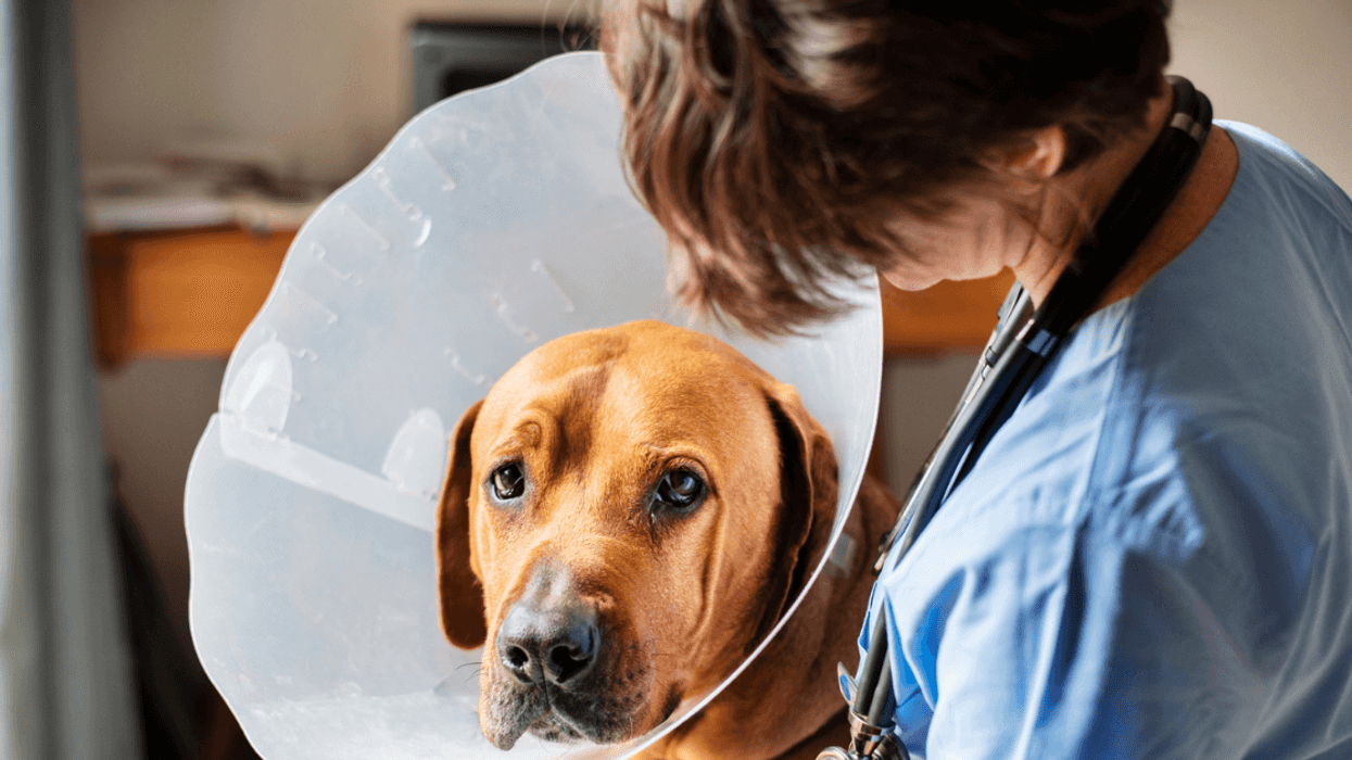 A vet looking down with it.