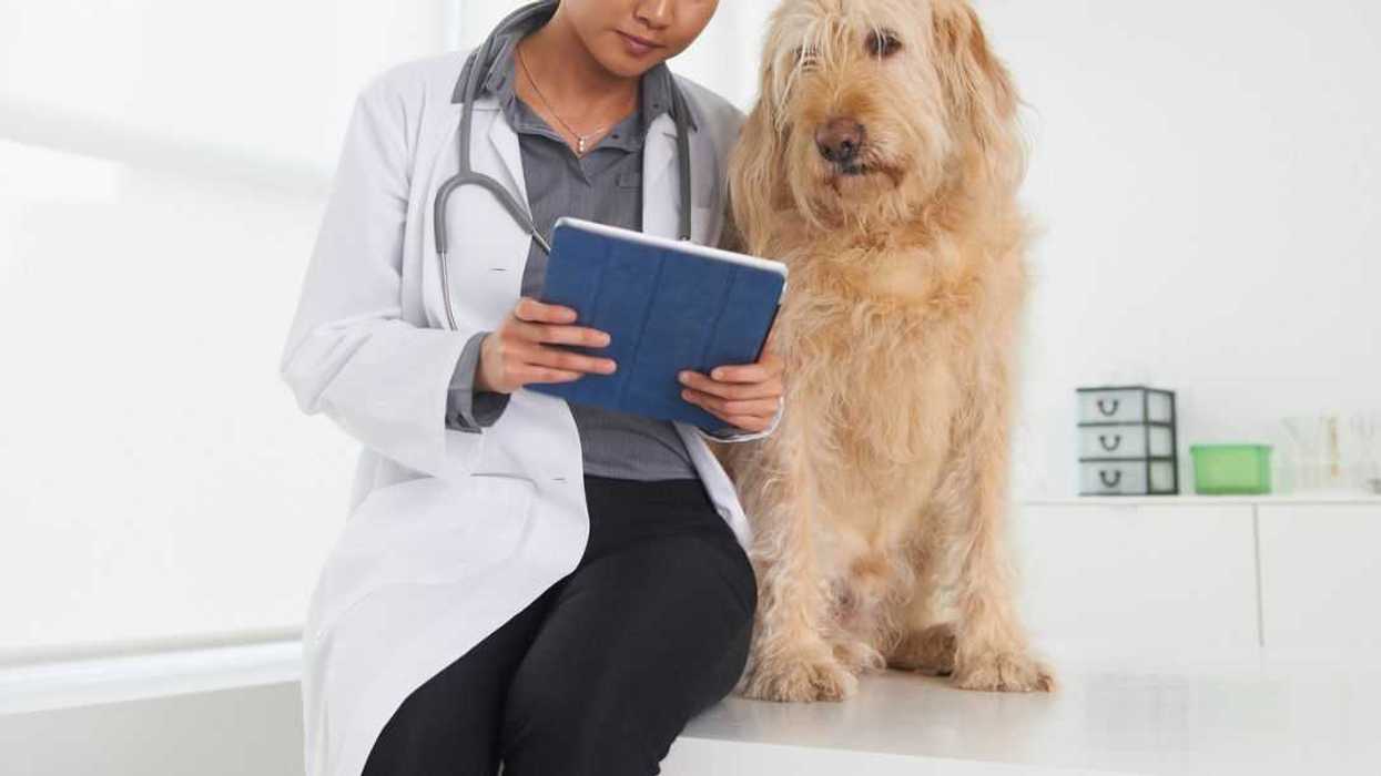 A vet sits next to a dog while looking at atablet.