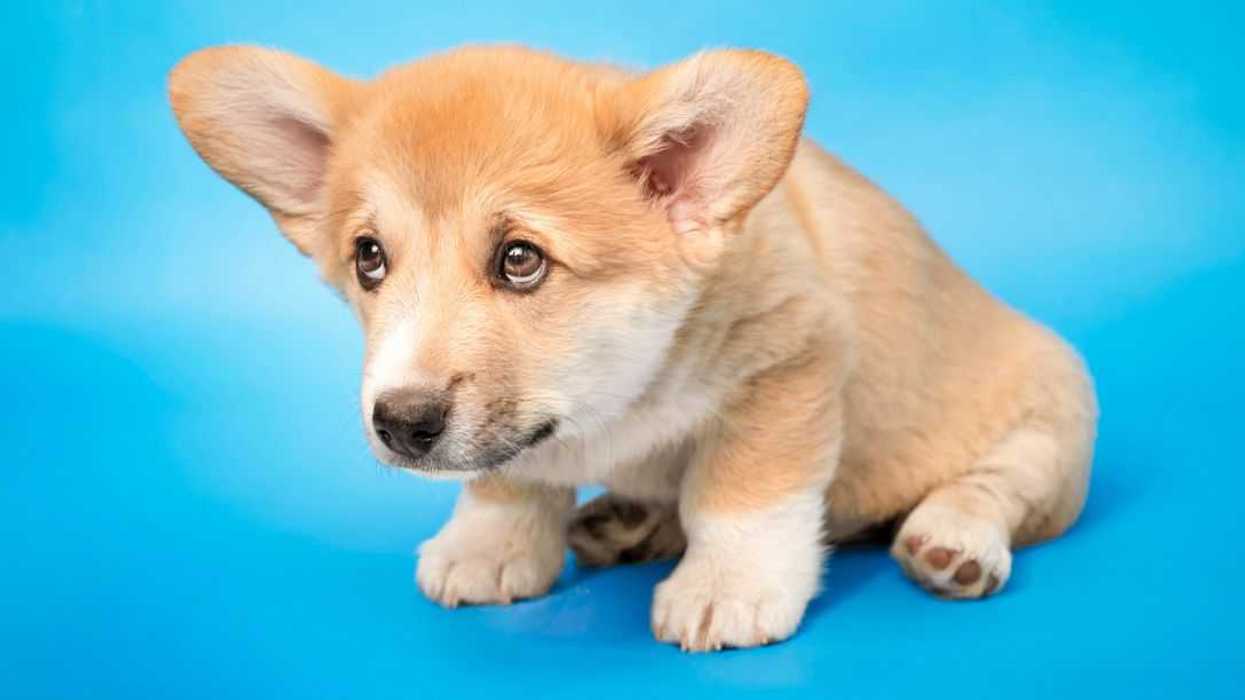 A Welsh Pembroke Corgi puppy sits with his head down and a sad face. Studio photo on a blue background.