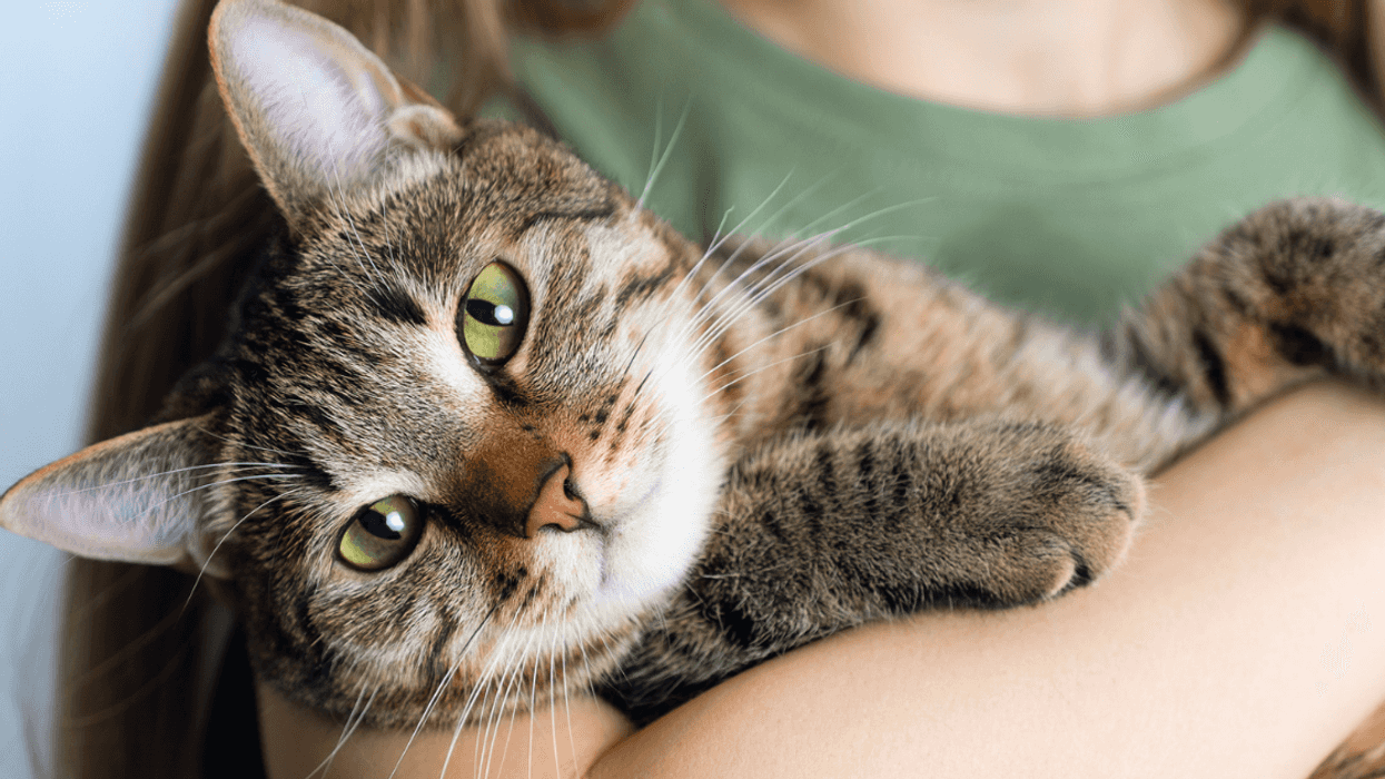 A woman holding a cat.