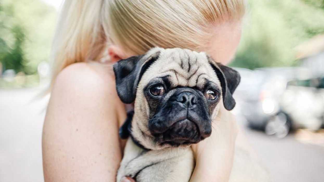 A woman hugs her pug dog, who looks directly into the camera