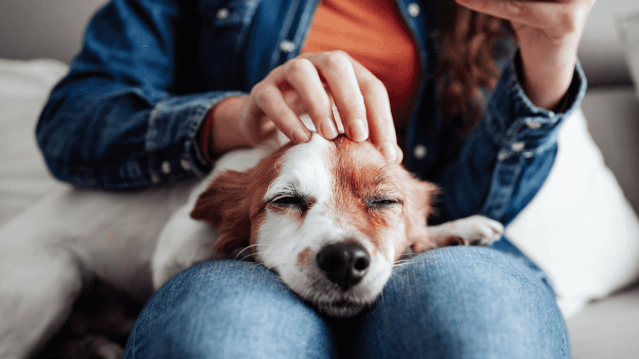 A woman petting a dog sitting on her lap.