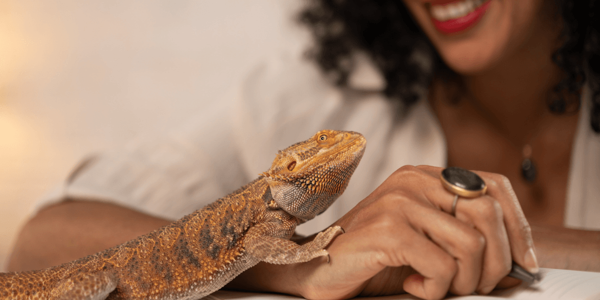 Redditor Called 'Sensitive B*tch' For Turning Down Second Date With Guy Who Purposely Ran Over Iguana | Percolately