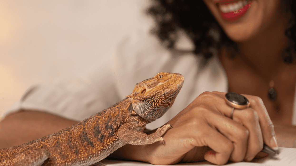 A woman smiling down at an iguana on her hand.