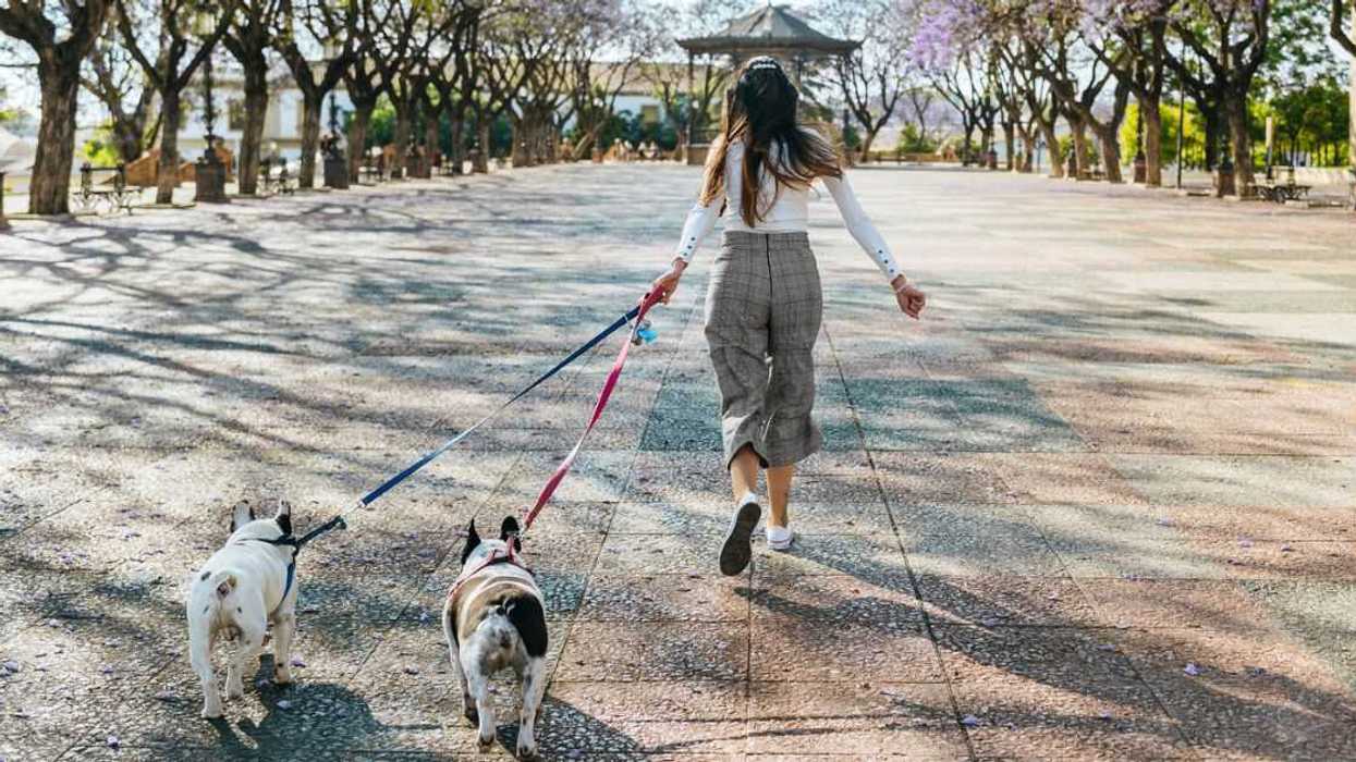 A woman walks with two dogs