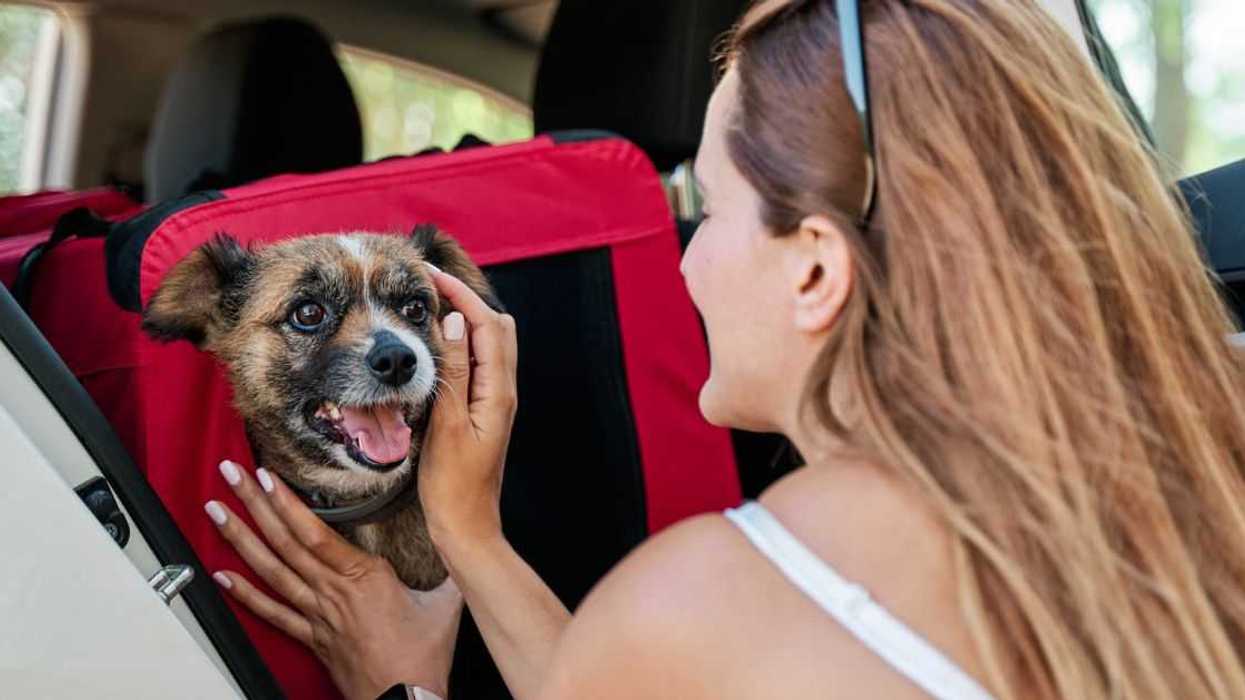 A young woman playfully caresses her puppy