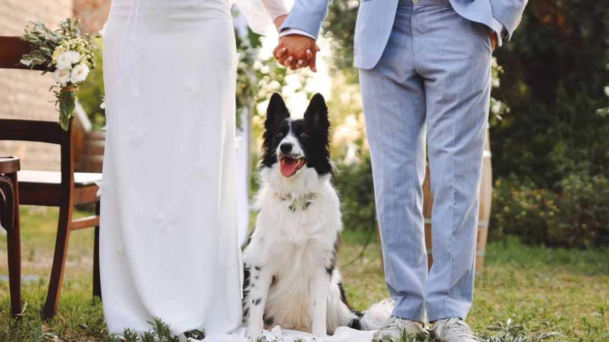 Adorable golden Retriever wearing wreath made of beautiful flowers on wedding.