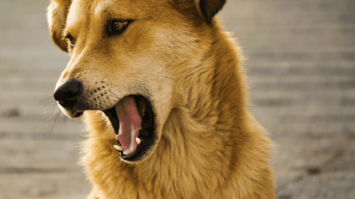 Woman Accused Of Using 'Aggressive Attack Dog' To 'Threaten' Creepy New Neighbor While Jogging