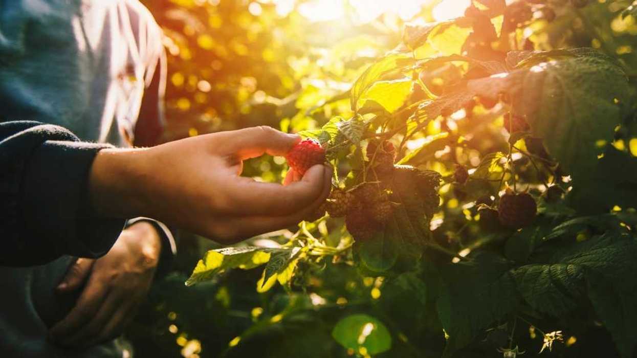 Redditor Sparks Drama After Considering Calling Cops On Black Neighbors' Kids For Stealing Their Exotic Berries