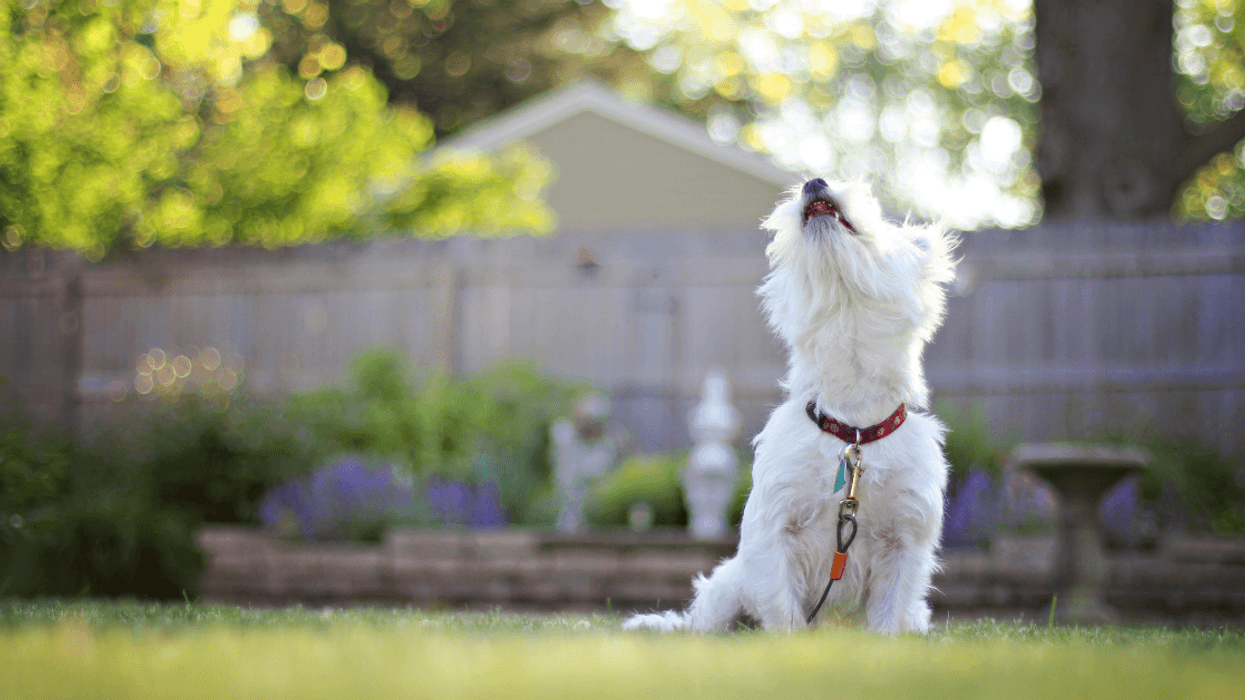 Redditor Guilt-Ridden After Their Complaints To Local Council Force Neighbor To Get Rid Of Noisy Dog