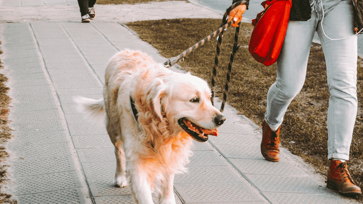 Redditor Balks After They're Berated For Putting A 'Pet Me' Vest On Rescue Dog To Wear On Walks