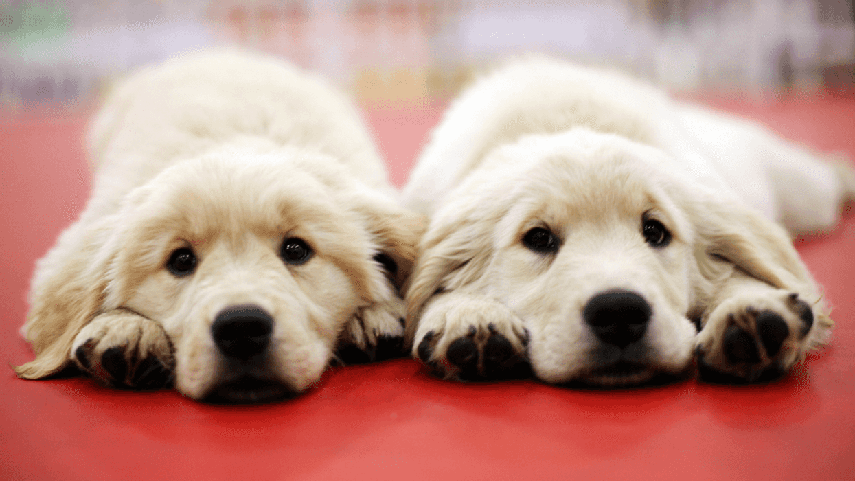 Guy Upsets His Wife By Joking That He Replaced Their Runaway Dog With A Look-Alike