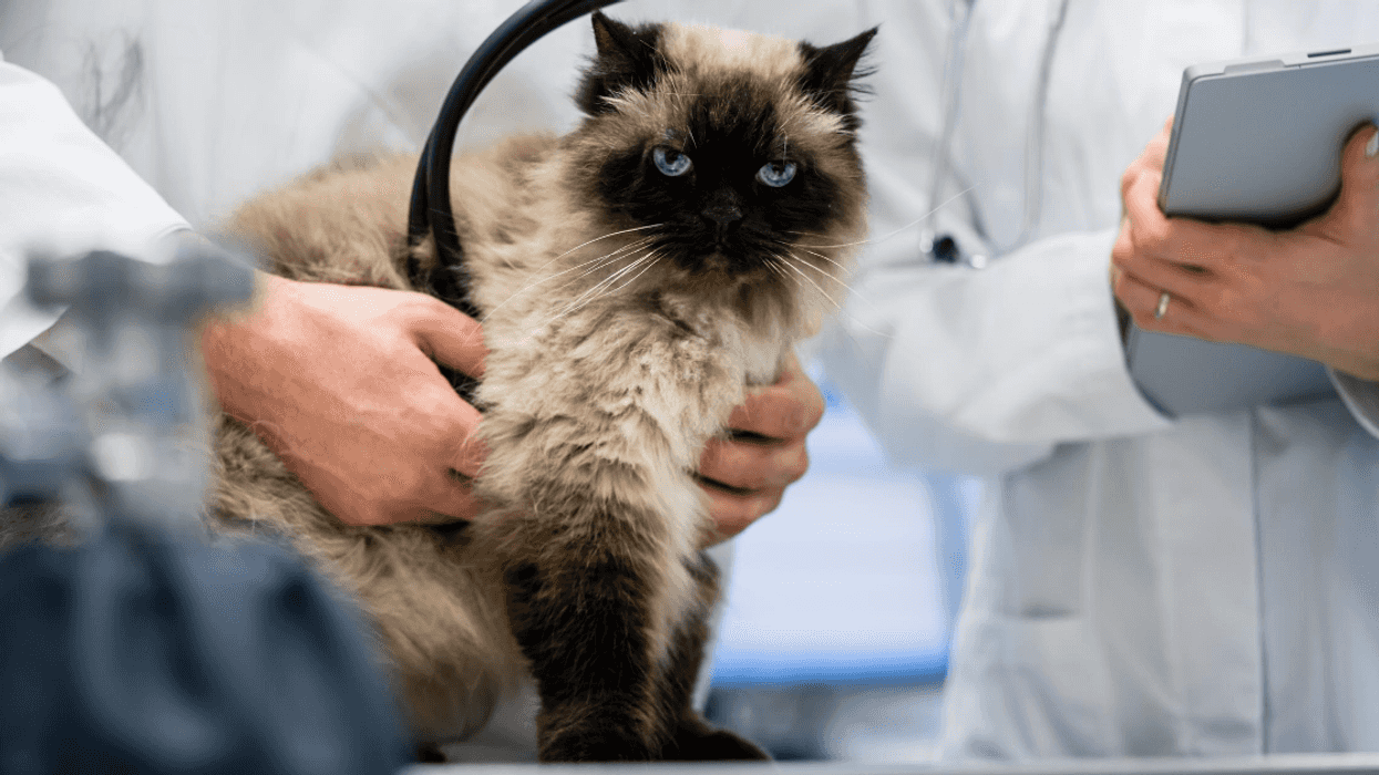 Man Furious After His Wife Had His Beloved Cat Put To Sleep While He Was In The Hospital And Lied About It