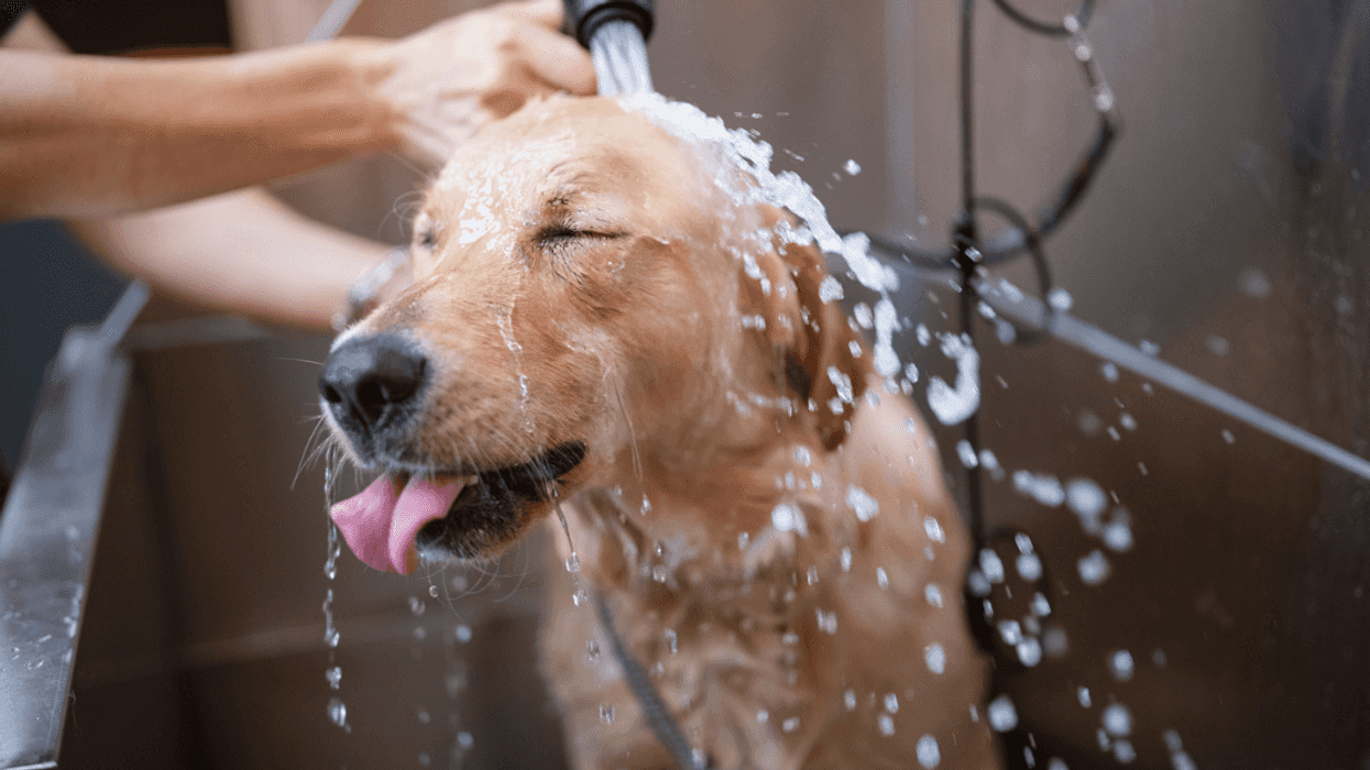 Redditor With Allergies Upsets Boyfriend By Refusing To Pay For His Dog's Grooming