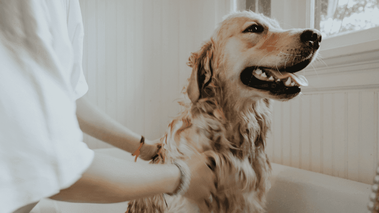 Woman Torn After Calling The Cops On Groomer Who Tried To 'Seize' Her Dog For Being 'Aggressive'