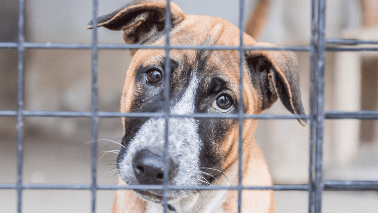 Woman Called 'Ableist' For Refusing To Give Positive Reference To Dog Rescue For Friend With Autistic Son