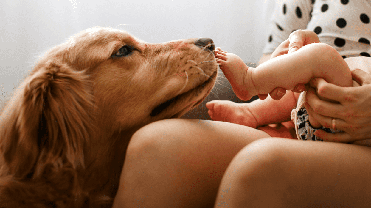 Baby and golden retriever