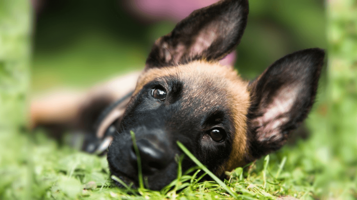 Belgian Malinois puppy