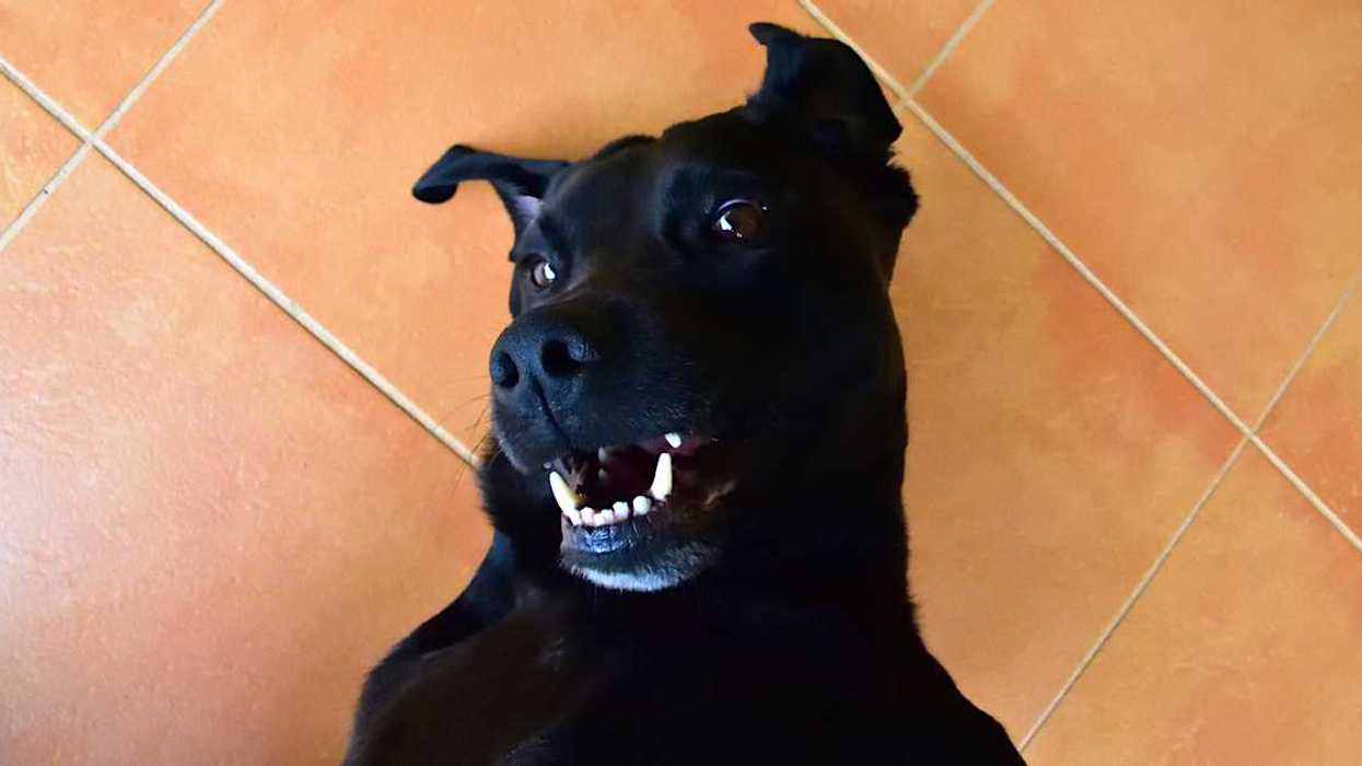 Woman's Brother Demands That She Put Her Dog Down After It Growled At His 3-Year-Old Daughter