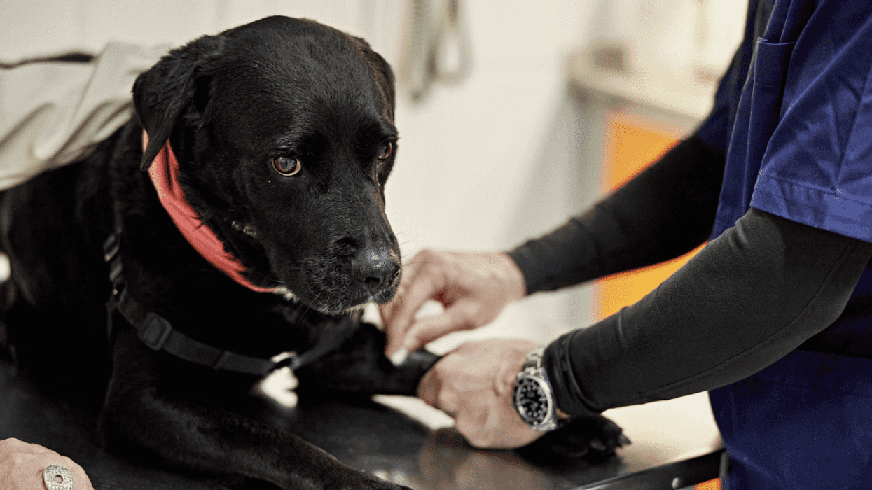 black Labrador retriever on veterinarian exam table